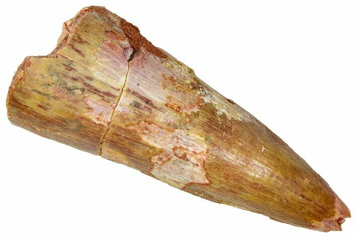 Cretaceous Fossil Crocodylomorph Tooth - Morocco #368166